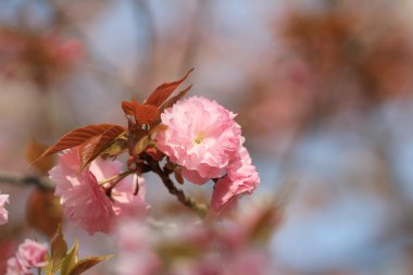 Sakura Osaka, Japonya nane