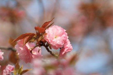 Sakura Osaka, Japonya nane