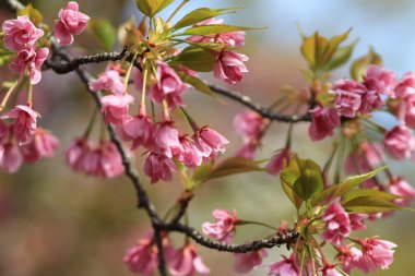 Sakura Osaka, Japonya nane