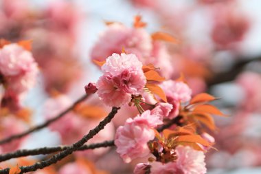 Sakura Osaka, Japonya nane