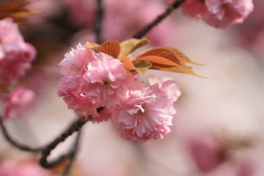 Sakura Osaka, Japonya nane