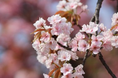 Sakura Osaka, Japonya nane