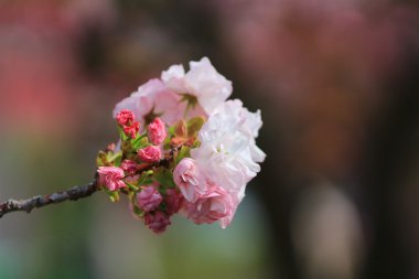 Sakura Osaka, Japonya nane