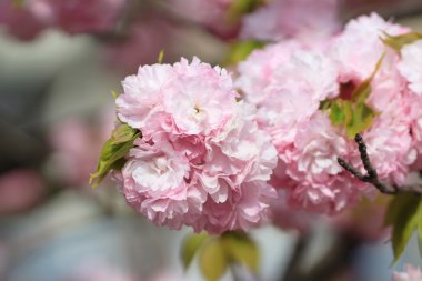 Sakura Osaka, Japonya nane