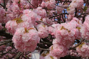 Sakura Osaka, Japonya nane