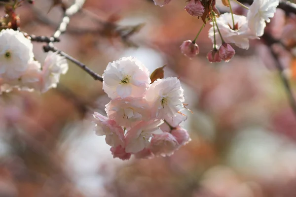 在大阪哭泣的樱桃 — 图库照片