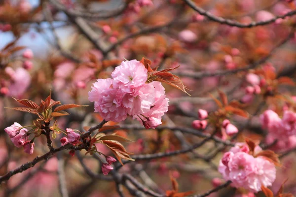 Sakura μέντα Οσάκα, Ιαπωνία — Φωτογραφία Αρχείου