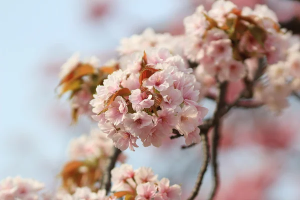 Sakura μέντα Οσάκα, Ιαπωνία — Φωτογραφία Αρχείου