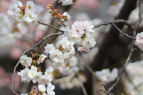 Sakura Osaka, hortelã do Japão — Fotografia de Stock