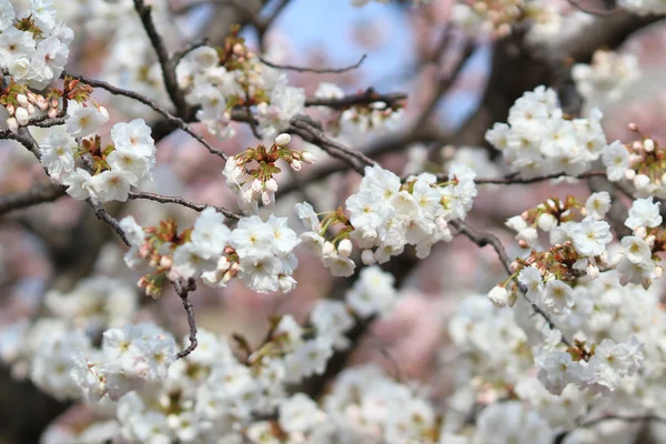 樱花在日本大阪，薄荷 — 图库照片