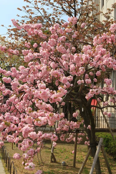 Sakura Osaka, Japán menta — Stock Fotó