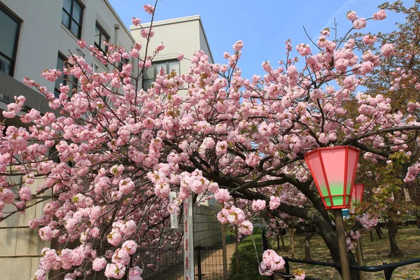 Sakura Osaka, Japán menta — Stock Fotó