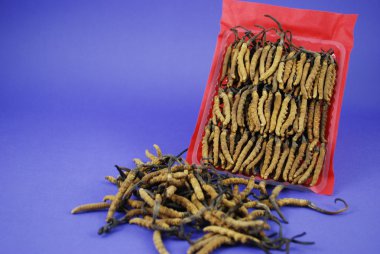 Caterpillar mantar