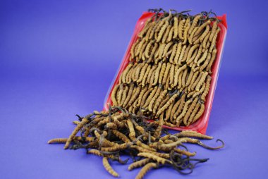 Caterpillar mantar