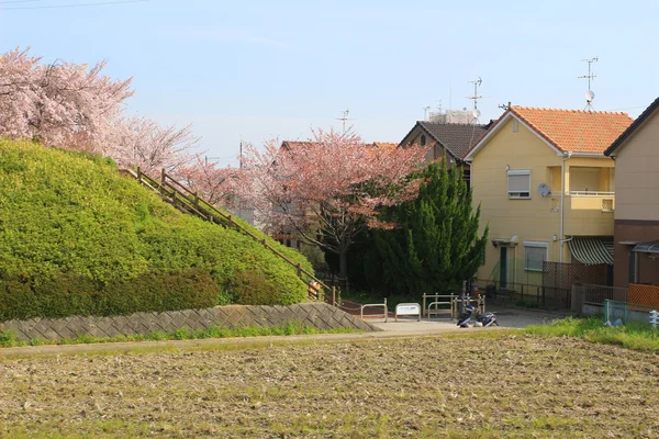 Pola tarasowe w Japonii — Zdjęcie stockowe