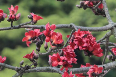 Çiçekleri kırmızı ipek pamuk ağacı