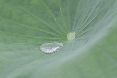 su nokta Lotus, bırakın