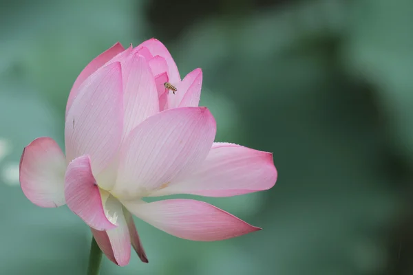 Lotus çiçeği ve lotus çiçek bitki — Stok fotoğraf