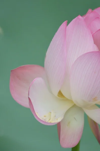 Цветущий цветок лотоса и цветы лотоса — стоковое фото