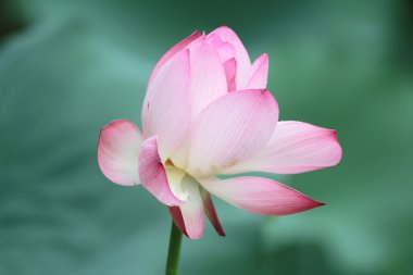 Lotus çiçeği ve lotus çiçek bitki