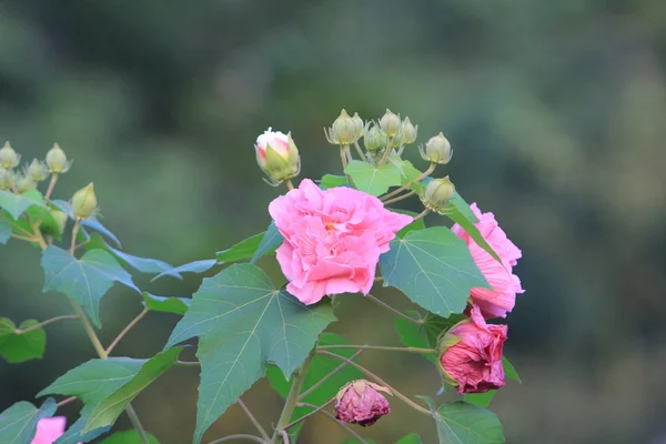 Hibiscus mutabilis öppna på dagtid — Stockfoto