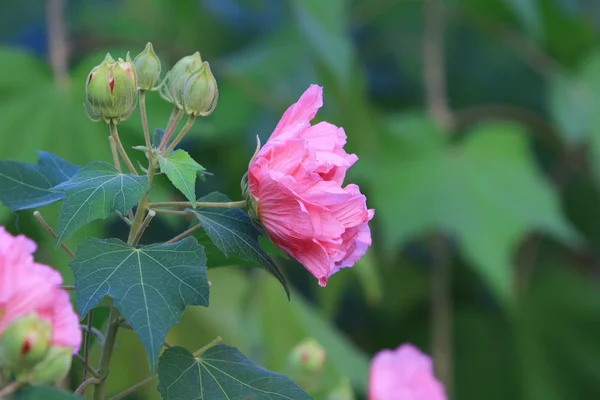 Hibiscus mutabilis open at day time — Stock Photo, Image