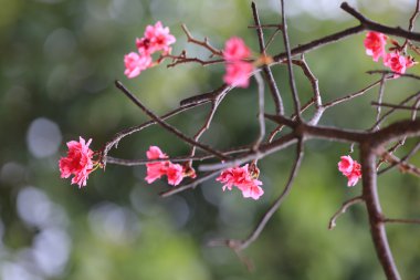 Cheung chau, kiraz çiçeği
