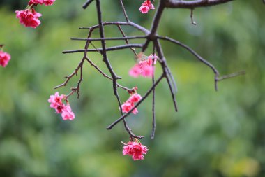 Cheung chau, kiraz çiçeği