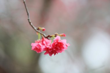 Cheung chau, kiraz çiçeği