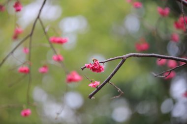 Cheung chau, kiraz çiçeği