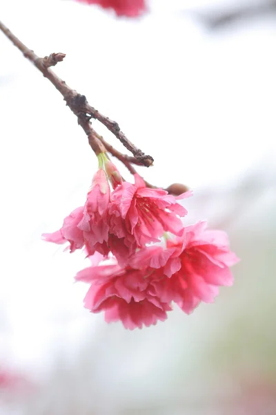 Cherry Blossom em Cheung Chau — Fotografia de Stock