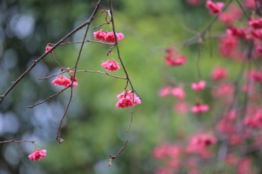 Cheung chau, kiraz çiçeği