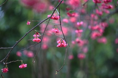 Cheung chau, kiraz çiçeği