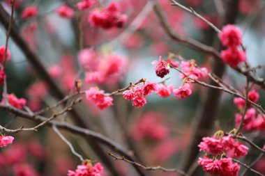  Cheung chau, kiraz çiçeği