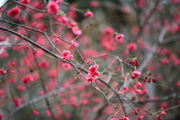 Cherry Blossom at cheung chau — Stock Photo, Image