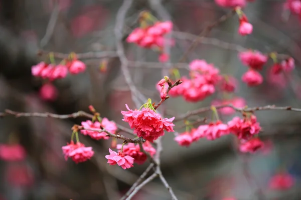 Cheung chau, kiraz çiçeği — Stok fotoğraf