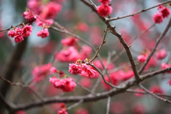 Fleur de cerisier au cheung chau — Photo