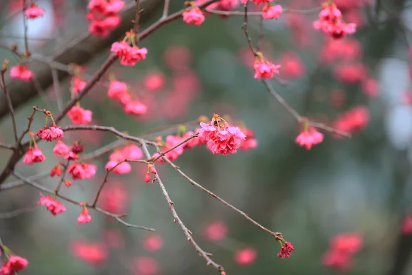 Kirschblüte bei cheung chau — Stockfoto