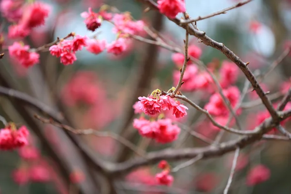 Цветущая вишня в Ченг Чау — стоковое фото