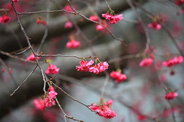 Cherry Blossom at cheung chau — Stock Photo, Image