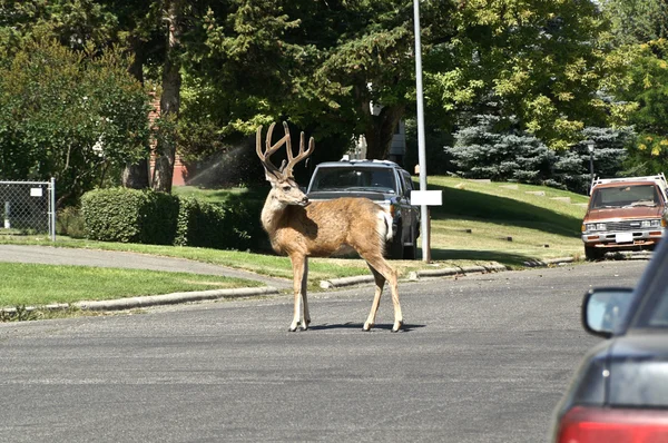 Mule Deer Diretor de Trânsito — Fotografia de Stock