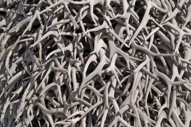 geyik ve elk boynuzları