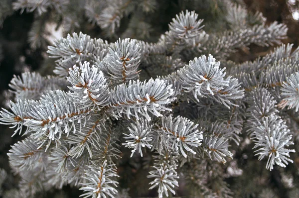 Frosted Evergreen Branches — Stock Photo, Image