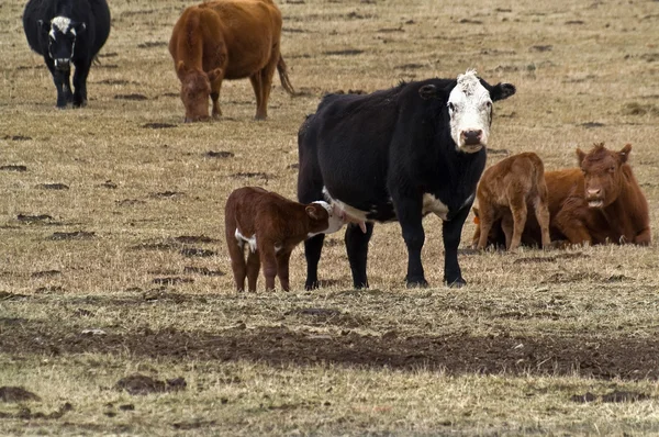 Hungry Calf Nursing — Stock Photo, Image