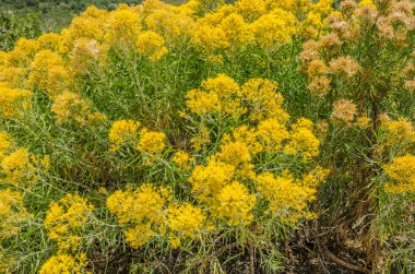 Rabbitbrush (Ericameria nauseosa)