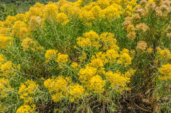 Rabbitbrush (Ericameria nauseosa)