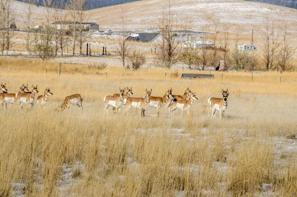 Pronghorn ou Antelope — Fotografia de Stock