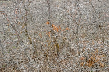Düşerek kalan yaprakları