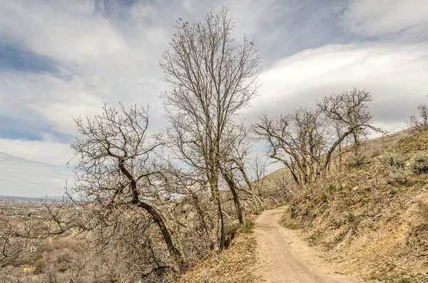 Árboles creciendo en direcciones extrañas en este sendero — Foto de Stock