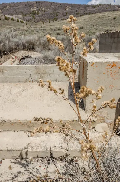 Planta de cardo muerto — Foto de Stock